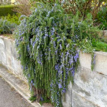 Obrázok (6) Obrázok (6)