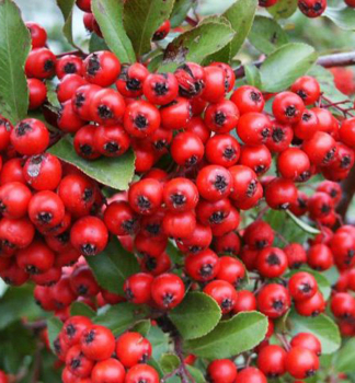 Pyracantha coccinea RED COLUMN detail ervench plodov