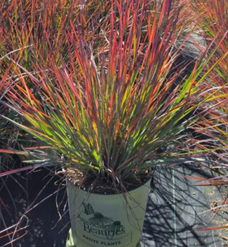 Schizachyrium STANDING OVATION, kont. 0,5 l