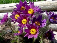Koniklec obecn PINWHEEL BLUE VIOLET kont. 0,5 l