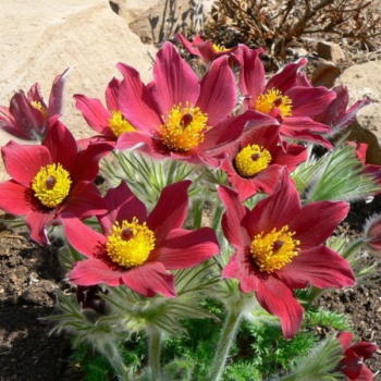 Koniklec obecn PINWHEEL DARK RED kont. 0,5 l