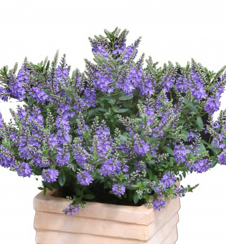 Hebe GARDEN BEAUTY BLUE, kont. 0,5 l