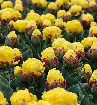 Tulip�n �ICE CREAM BANANA�, kont. 0,5 l