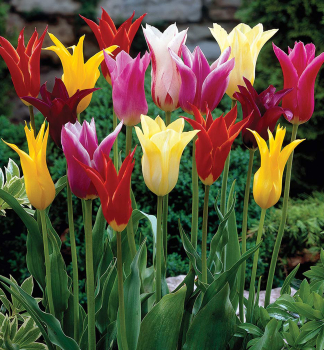 Tulipn LILY FLOWERING MIXED, 5 ks v balen