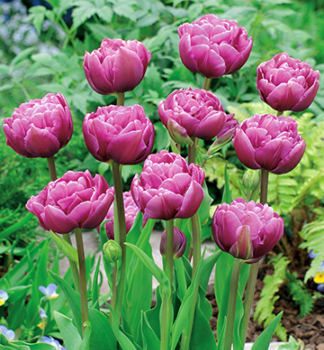 Tulipn MARGARITA, 5 ks v balen