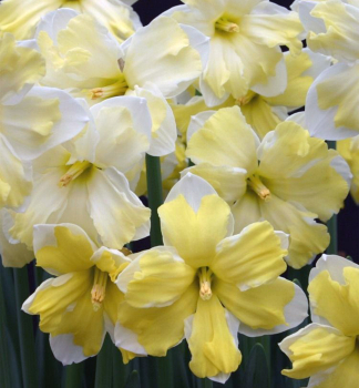 Narcis velkok�t� �CASSATA�, 5 ks v balen�