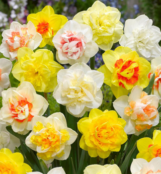 Narcis plnokvétý 'MIX' 5 ks v balení