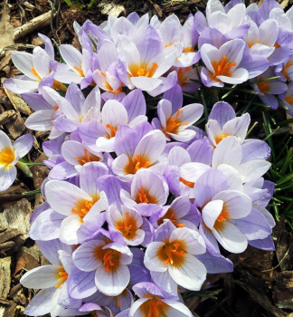 Krokus velkokvt FIREFLY SIEBERI 10 ks v balen