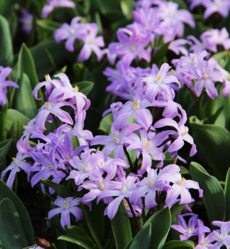 Ladoka ziv VIOLET BEAUTY 10 ks v balen