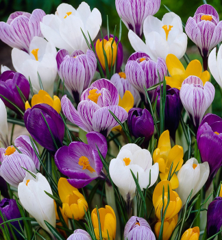 Krokus velkokvt LARGE FLOWERING MIX 10 ks v balen