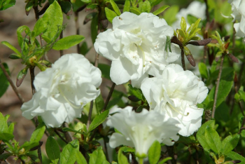 Azalea japonica ´SCHNEEPERLE detail kvetov