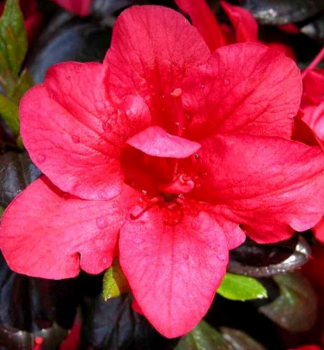 Azalea japonica MARUSCHKA detail kvetu