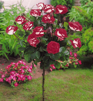 Růže stromková ´OSIRIA´ na kmínku 100 cm, zemní bal