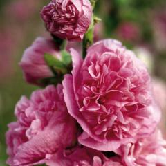 Alcea rosea plena CHARTERS PINKdetail kvetov