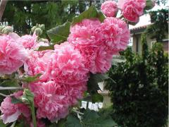 Alcea rosea plena CHARTERS PINK