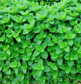 Obrázok (2) Obrázok (2)