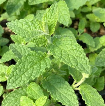 Obrázok (3) Obrázok (3)