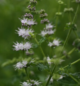 Mentha arvensis STRAWBERRY detail kvetov