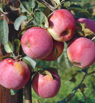Jablo FLORINA podn. MM106, 130-150 cm, kont. 3 l