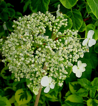 Hortenzie pnouc MIRANDA 40-50 cm, kont. 2 l, vyvzan