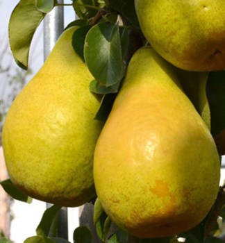 Hrue NOVEMBRA podn. kdoulo Adams, kont. 7,5 l