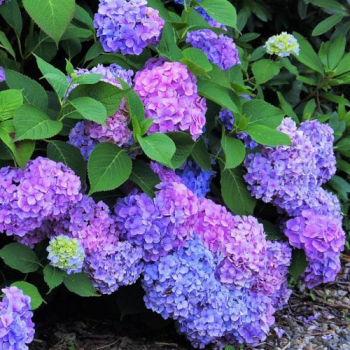 Hortenzie velkolist RENATE STEINIGER 10-15 cm, kont. 4 l