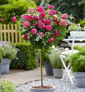 Růže stromková ´EMINENCE´ na kmínku 100 cm, kont. 7 l