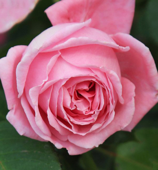 Růže pnoucí ´CORAL DAWN´ 30-40 cm, kont. 3 l