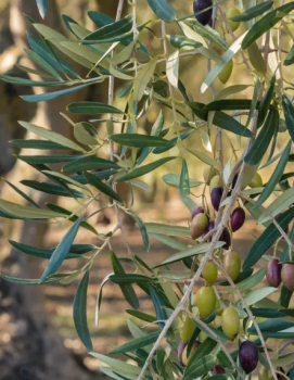 Olivovn�k evropsk� �BRUNELLA� 60-70 cm, kont. 2 l