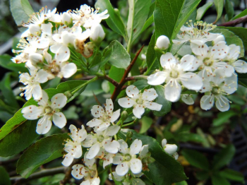 Obrzok (4)