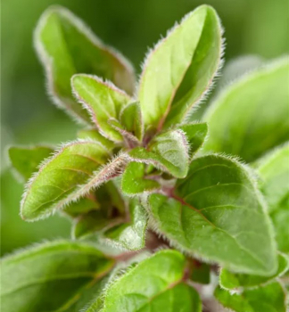 Dobromysl obecn (Oregno) AROMATA kont. 1 l