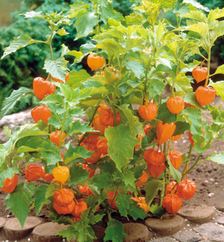 Mochyn� peru�nsk� �GOLDVITAL�, kont. 1 l