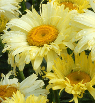 Kopretina hybridn GOLDFINCH kont. 0,5 l