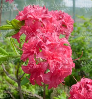 Obr�zok (9)
