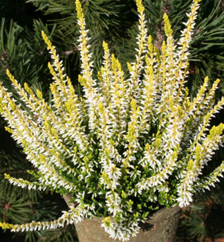 Obrzok (2)