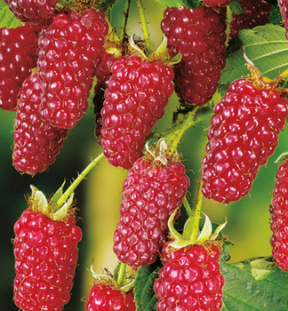 Malinoostruina TAYBERRY BUCKINGHAM 20-30 cm,  kont. 1 l