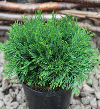 Cypiek Lawsonov GREEN GLOBE 10-15 cm, kont. 3 l