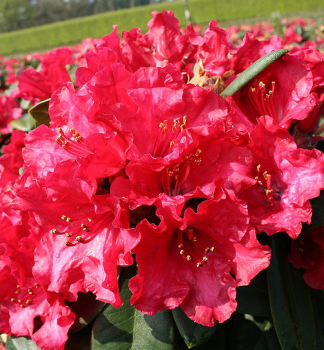 Pnink SCARLET WONDER 15-20 cm, kont. 2 l