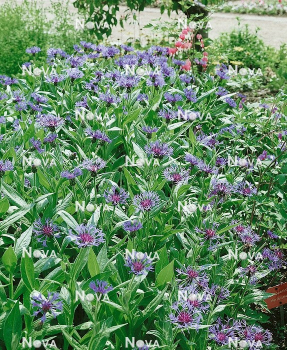 Obrázok (6) Obrázok (6)