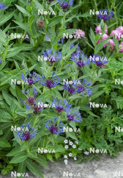 Obrázok (7) Obrázok (7)