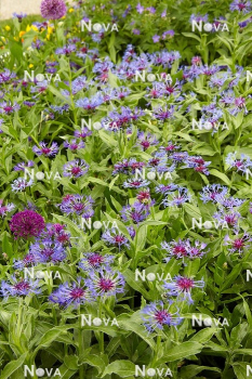 Obrázok (8) Obrázok (8)