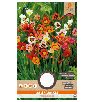 Cibule - Cik�nsky kv�t , 25 ks v balen�