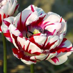Obrzok (4)