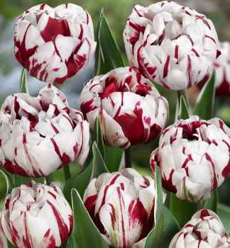 Tulipn CARNAVAL DE NICE 5 ks v balen