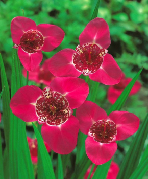 Tigridia 'DARK PINK', 20 ks v balen