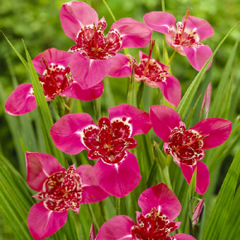 Tigridia 'DARK PINK', 20 ks v balen