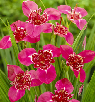 Cibule - Tigridia 'DARK PINK', 20 ks v balen�