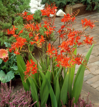 Cibule - Montbr�cie 'ORANGE', 20 ks v balen�