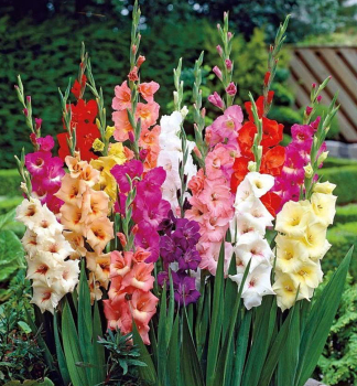 Zwiebeln - Me��k (Gladiolus) �LARGE FLOWERED MIX�, 50ks v balen�