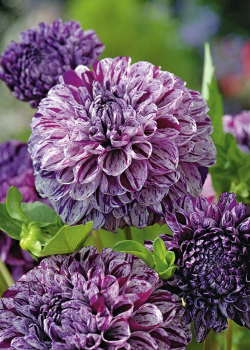  Jiina POMPON MARBLE BOL PURPLE, 1ks v balen